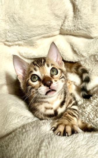 Продам котят породы Бенгал