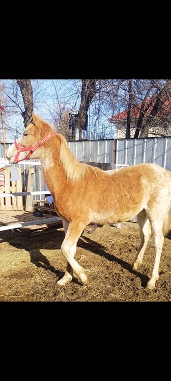 Продам жеребенка