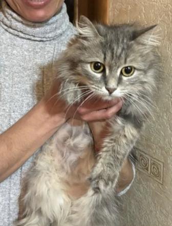 Кошка