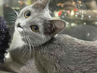 Кошка