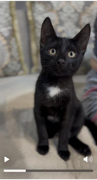 Котята в добрые руки!