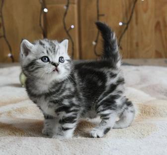 шотландские мраморные котята