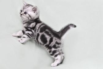 шотландские мраморные котята
