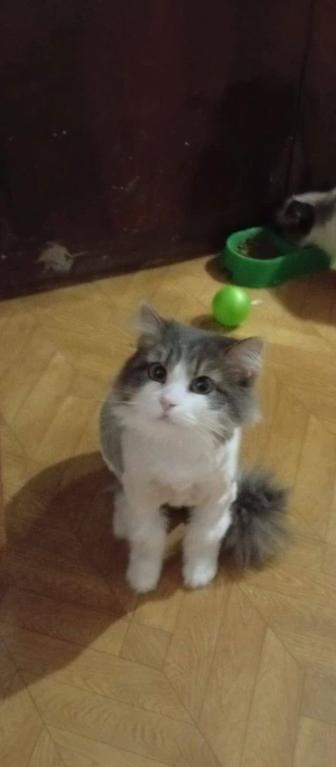 Кошка стерилизованна Бася