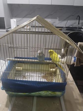 Срочно продам попугайчики