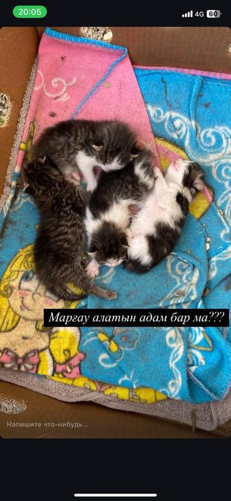 Котята