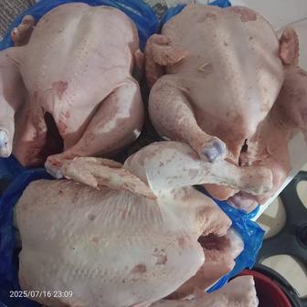 Продам домашних бролеров