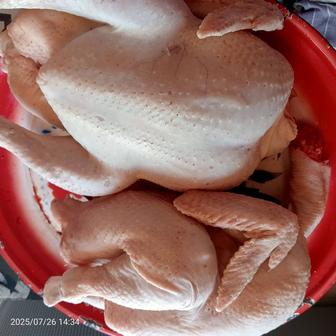 Продам домашних бролеров