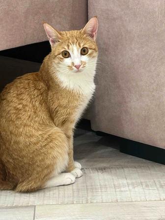 Кошка