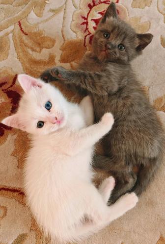 Котята