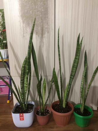 Продам комнатные цветы