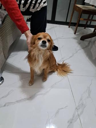 Нашлась собака