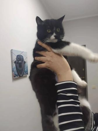 Кошка красотка