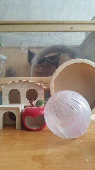 Отдаю бесплатно комплект для хомяков