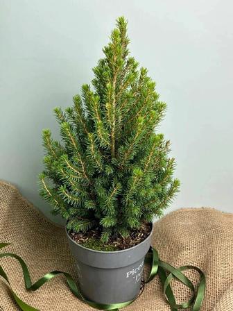 Продам ель голубая елка зеленая живая в горшках к новому году