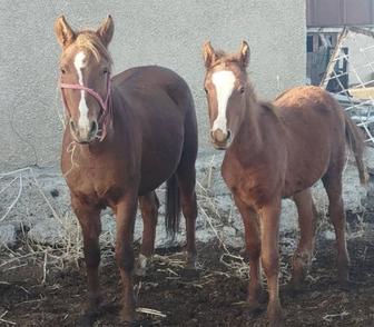 Продам кобылу и жеребчика