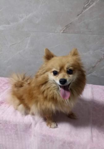 Груминг собак и кошек