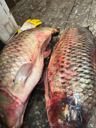 Свежая рыба Сазан