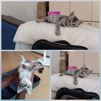Котенок девочка шотландская