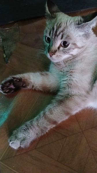 Нашелся котик,подросток 4-5 мес,похож на сиамского, голубоглаз.