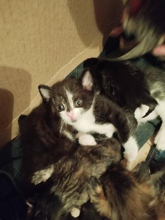 Отдам котенка
