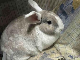 Крольчиха взрослая