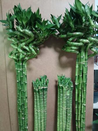 Бамбук счастья 60,70,100см