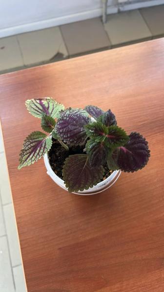 Продам комнатные цветы