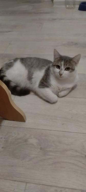 Кот в добрые руки