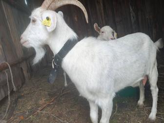 Продам коз дойных