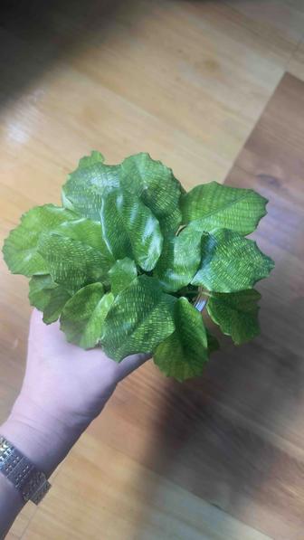 Калатея Нетворк Network