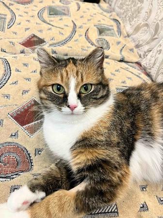 Прекрасная Кошка в хорошие руки