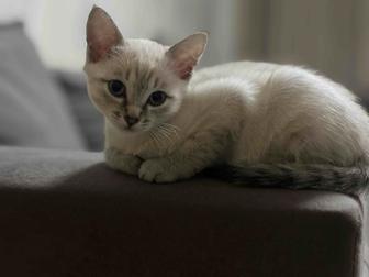 Отдам котенка