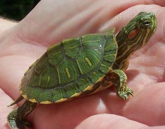 Красноухие черепахи (возраст пару недель)