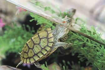 Красноухие черепахи (возраст пару недель)