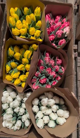 Тюльпаны свежие