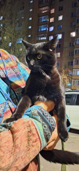 Отдам даром животные кошки