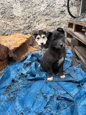 Щенки в добрые руки