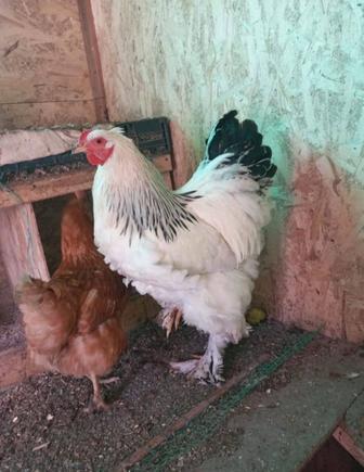 Куры и петухи