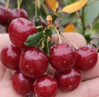 Продам вишню