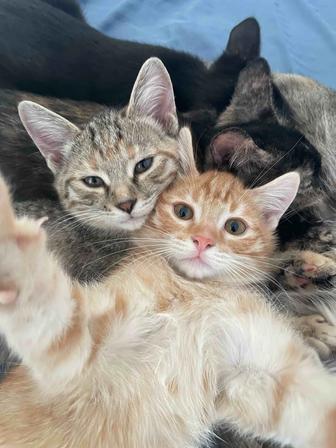 Рыжий котик 3 месяца