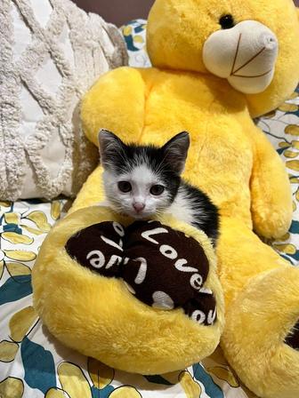 Отдам котят