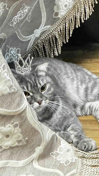 Отдам кошку в хорошие руки