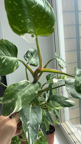 Филодендрон Philodendron White Princess
