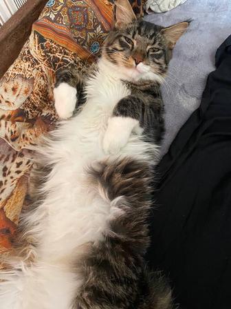 Отдам кота