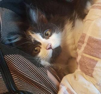 Ищет дом чудесный котенок-девочка