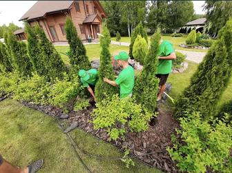 Посадка деревьев Пересадка растений Озеленение газон