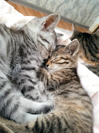 отдам котят в хорошие руки