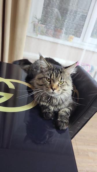 Пропал кот