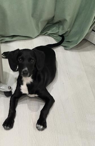 Срочно ищем дом для щенка!!!